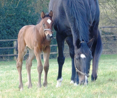 2019 filly by Lope de Vega